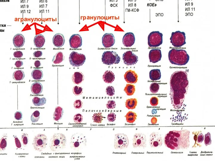 агранулоциты гранулоциты