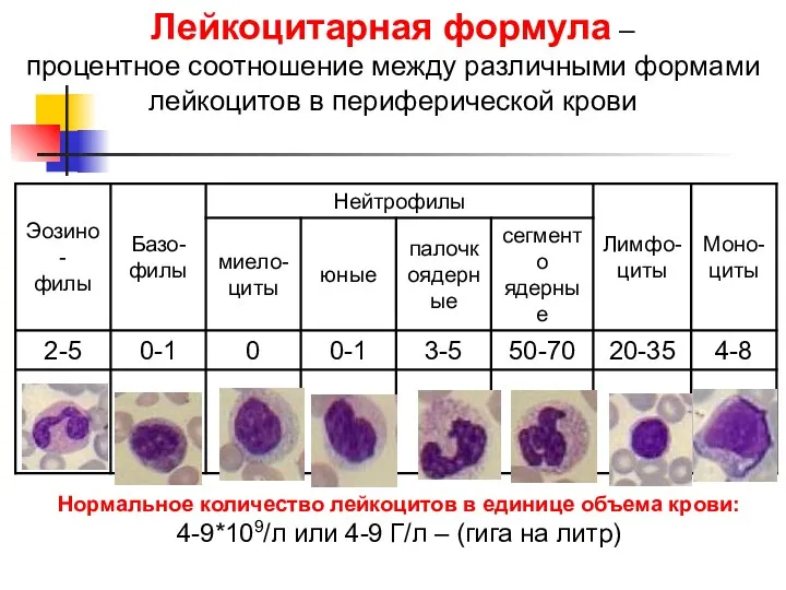 Лейкоцитарная формула – процентное соотношение между различными формами лейкоцитов в