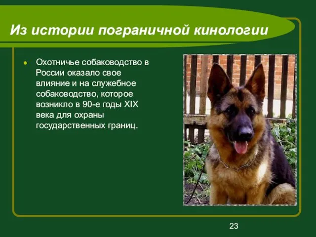 Из истории пограничной кинологии Охотничье собаководство в России оказало свое
