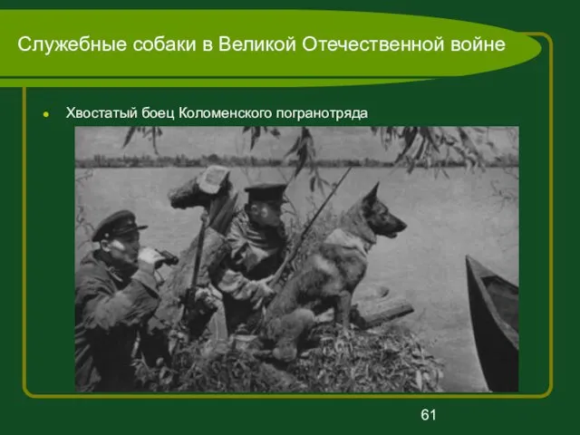 Служебные собаки в Великой Отечественной войне Хвостатый боец Коломенского погранотряда
