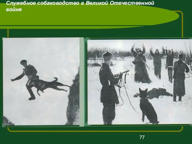 Служебное собаководство в Великой Отечественной войне