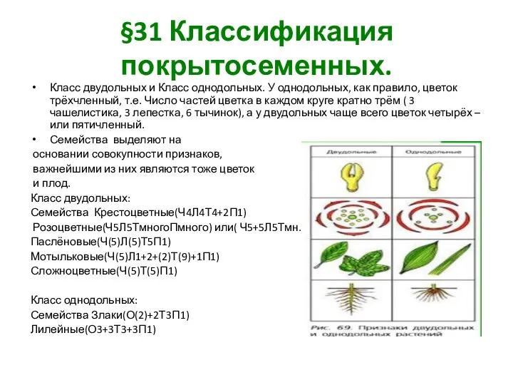 §31 Классификация покрытосеменных. Класс двудольных и Класс однодольных. У однодольных,