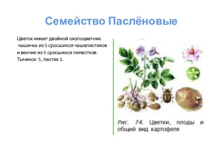 Семейство Паслёновые Цветок имеет двойной околоцветник: чашечка из 5 сросшихся