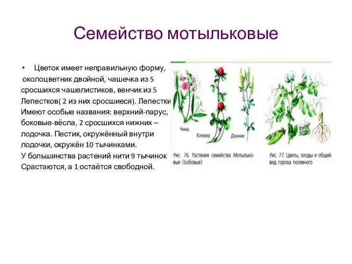 Семейство мотыльковые Цветок имеет неправильную форму, околоцветник двойной, чашечка из