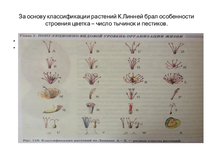 За основу классификации растений К.Линней брал особенности строения цветка –