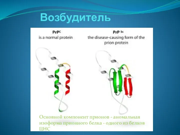 Возбудитель Основной компонент прионов - аномальная изоформа прионного белка - одного из белков ЦНС