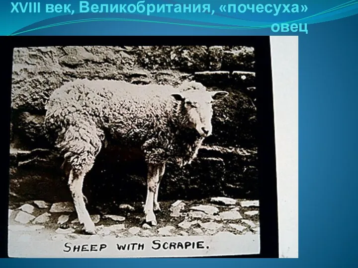 XVIII век, Великобритания, «почесуха» овец