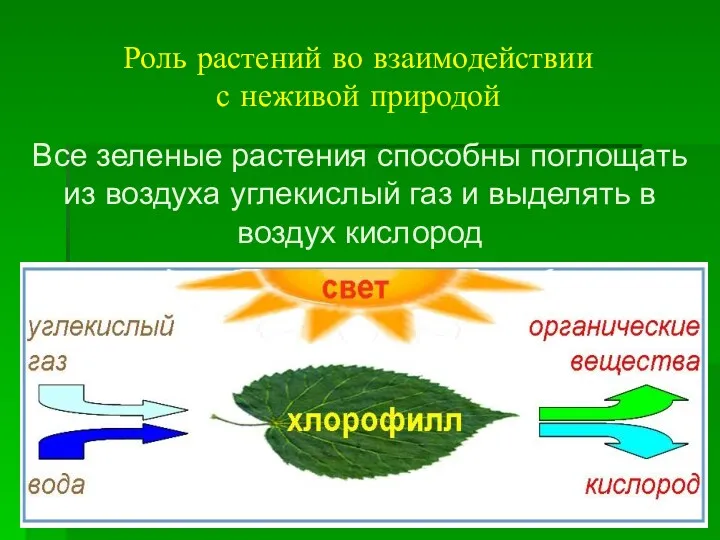 Роль растений во взаимодействии с неживой природой Все зеленые растения