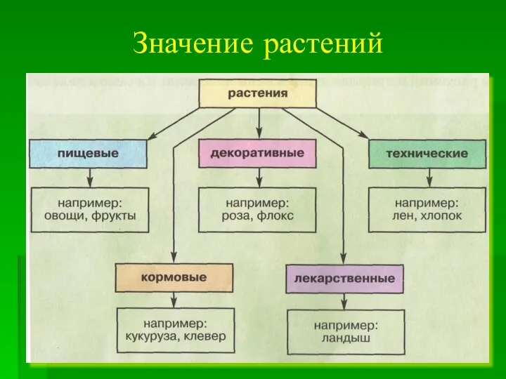 Значение растений