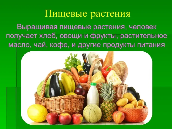 Пищевые растения Выращивая пищевые растения, человек получает хлеб, овощи и
