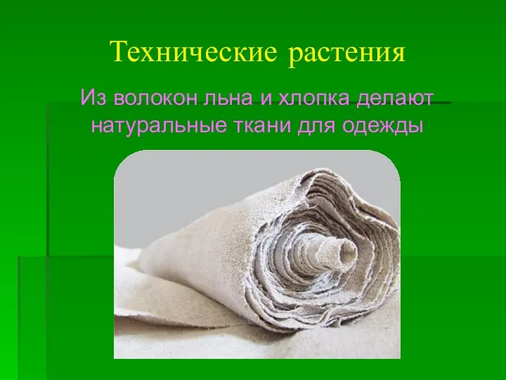 Технические растения Из волокон льна и хлопка делают натуральные ткани для одежды