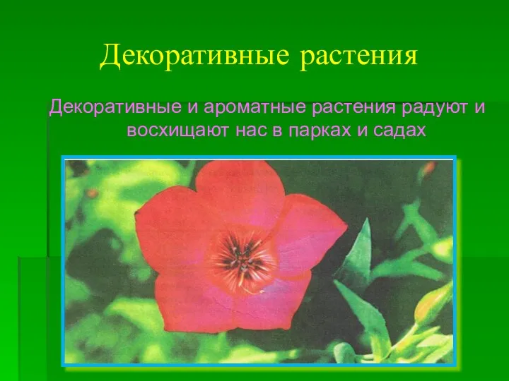 Декоративные растения Декоративные и ароматные растения радуют и восхищают нас в парках и садах