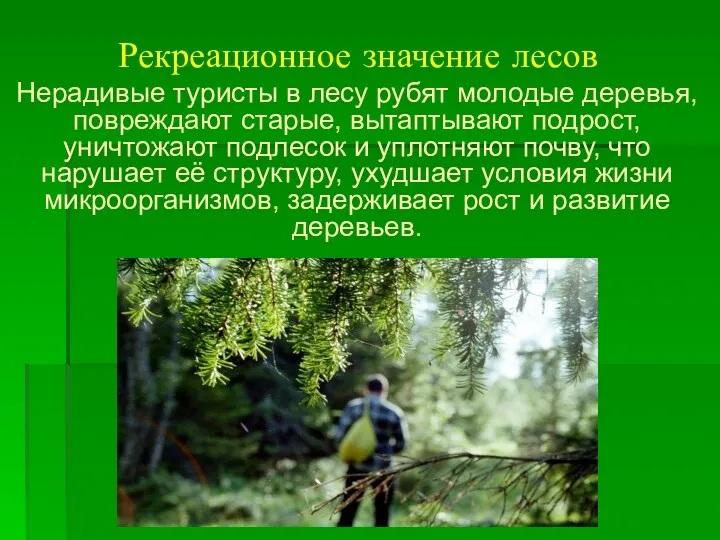 Рекреационное значение лесов Нерадивые туристы в лесу рубят молодые деревья,