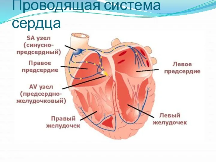 Проводящая система сердца