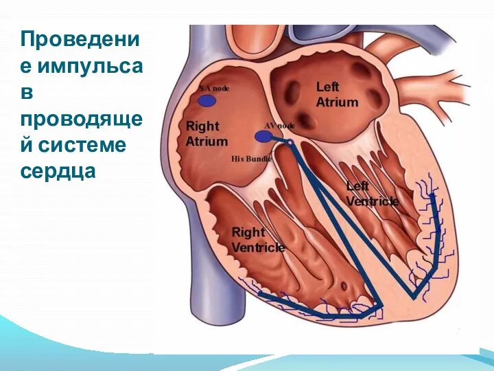 Проведение импульса в проводящей системе сердца