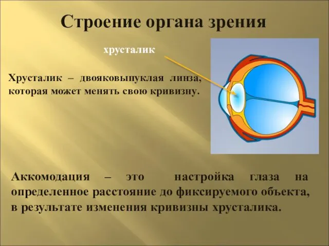 Строение органа зрения хрусталик Хрусталик – двояковыпуклая линза, которая может менять свою кривизну.