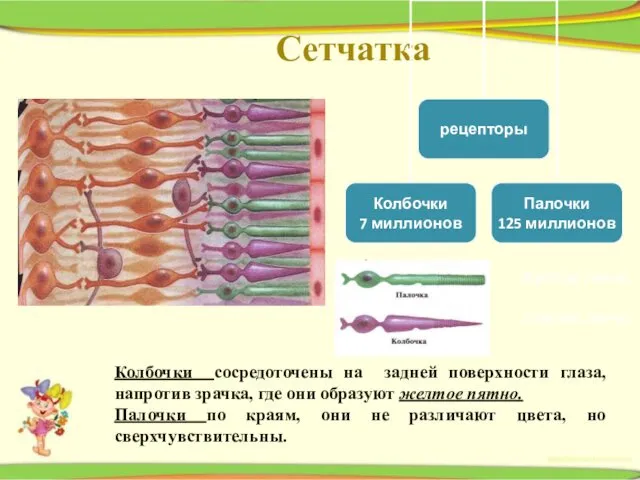 Сетчатка Желтое пятно Слепое пятно Колбочки сосредоточены на задней поверхности глаза, напротив зрачка,