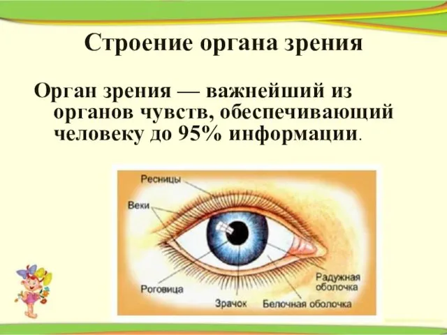Строение органа зрения Орган зрения — важнейший из органов чувств, обеспечивающий человеку до 95% информации.