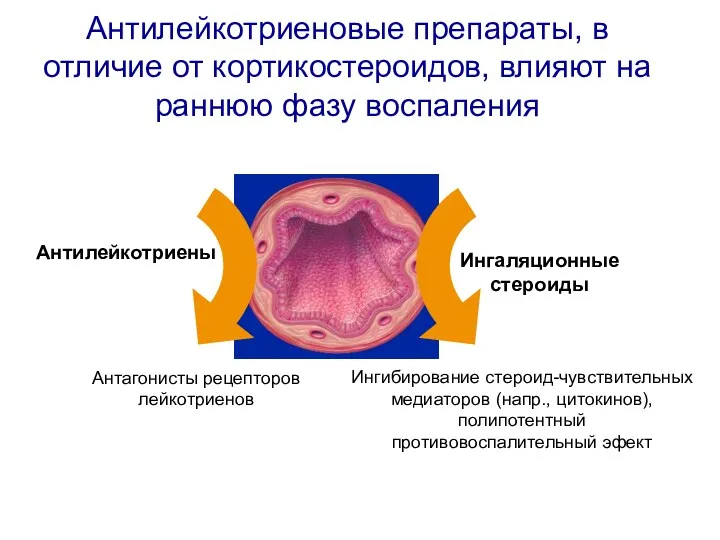 Ингибирование стероид-чувствительных медиаторов (напр., цитокинов), полипотентный противовоспалительный эфект Антилейкотриены Антилейкотриеновые