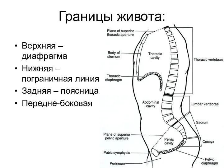 Границы живота: Верхняя – диафрагма Нижняя – пограничная линия Задняя – поясница Передне-боковая