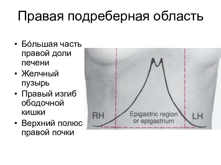Правая подреберная область Бóльшая часть правой доли печени Желчный пузырь
