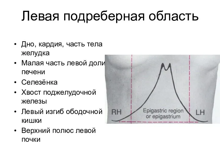 Левая подреберная область Дно, кардия, часть тела желудка Малая часть