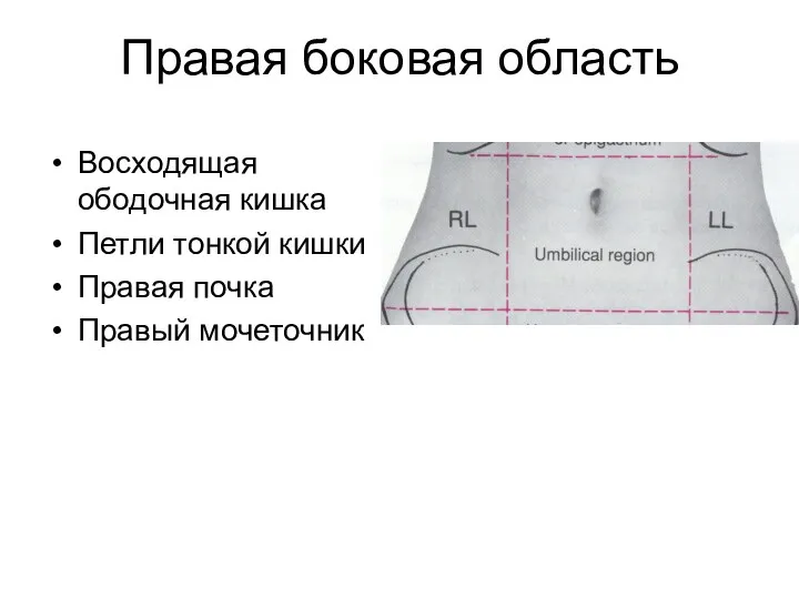 Правая боковая область Восходящая ободочная кишка Петли тонкой кишки Правая почка Правый мочеточник