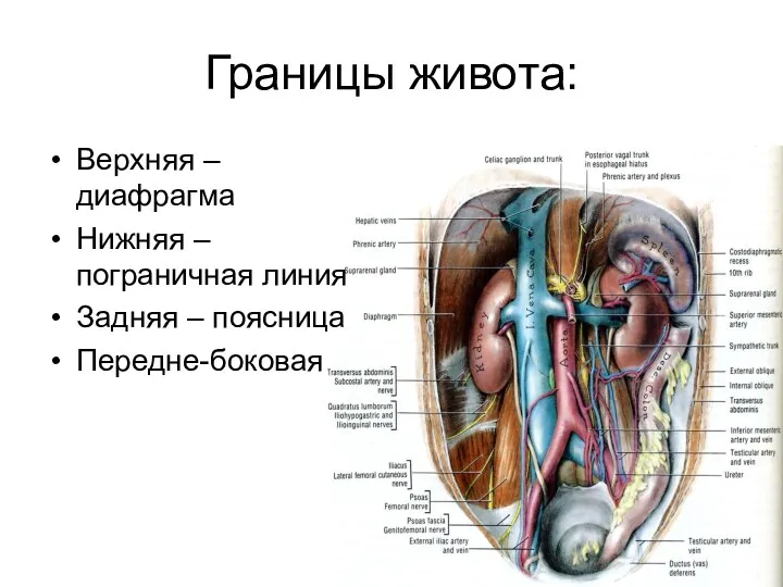 Границы живота: Верхняя – диафрагма Нижняя – пограничная линия Задняя – поясница Передне-боковая