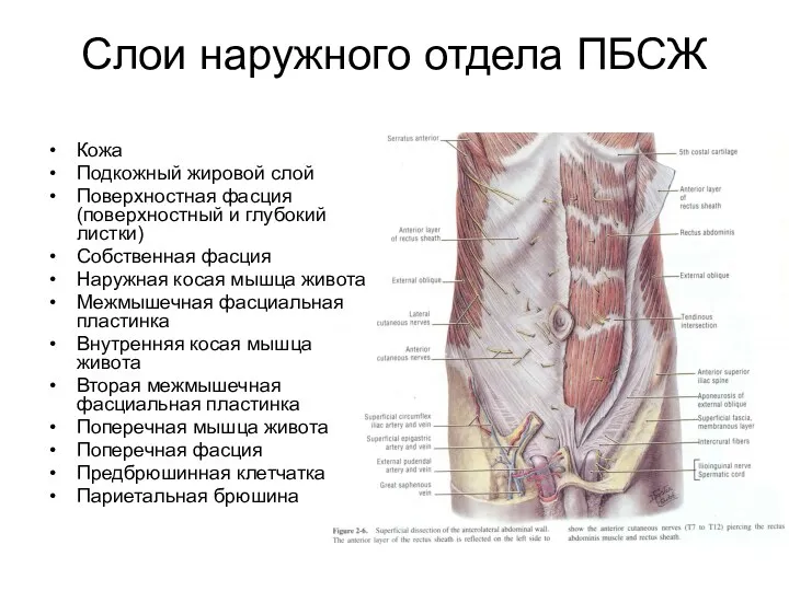 Слои наружного отдела ПБСЖ Кожа Подкожный жировой слой Поверхностная фасция