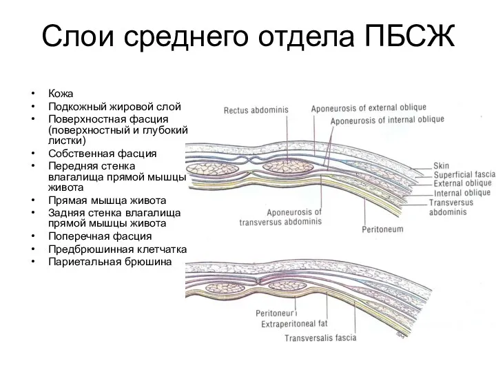 Слои среднего отдела ПБСЖ Кожа Подкожный жировой слой Поверхностная фасция