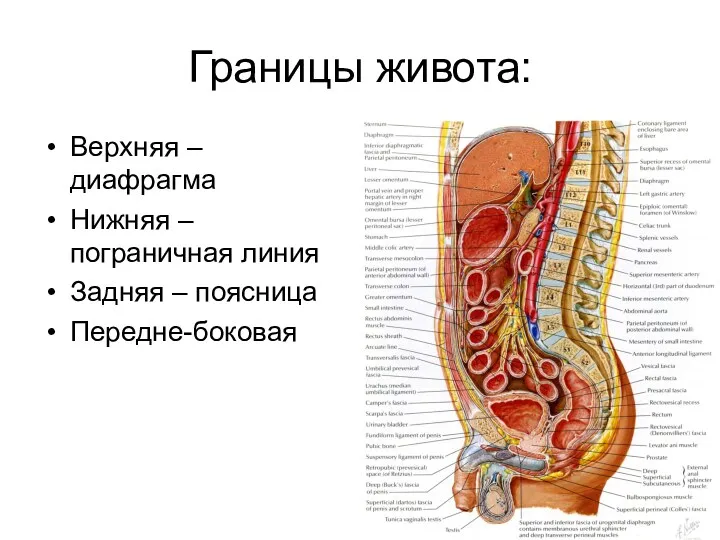 Верхняя – диафрагма Нижняя – пограничная линия Задняя – поясница Передне-боковая Границы живота: