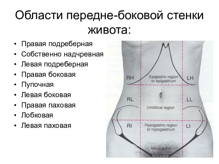 Области передне-боковой стенки живота: Правая подреберная Собственно надчревная Левая подреберная