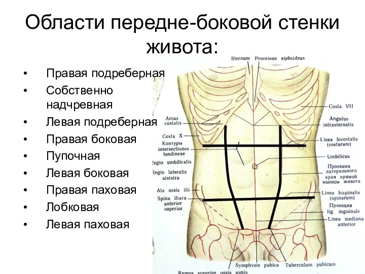 Области передне-боковой стенки живота: Правая подреберная Собственно надчревная Левая подреберная