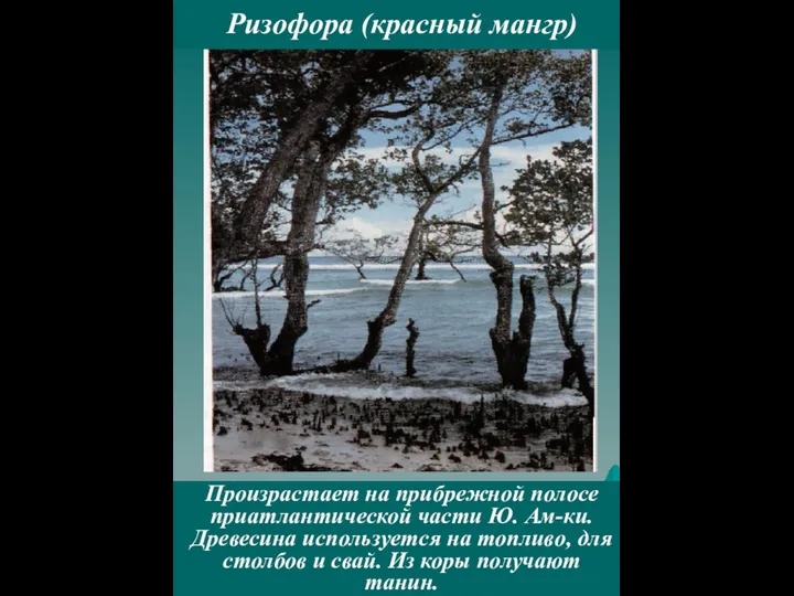 Произрастает на прибрежной полосе приатлантической части Ю. Ам-ки. Древесина используется