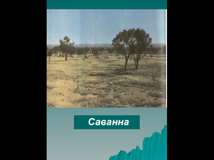 Саванна