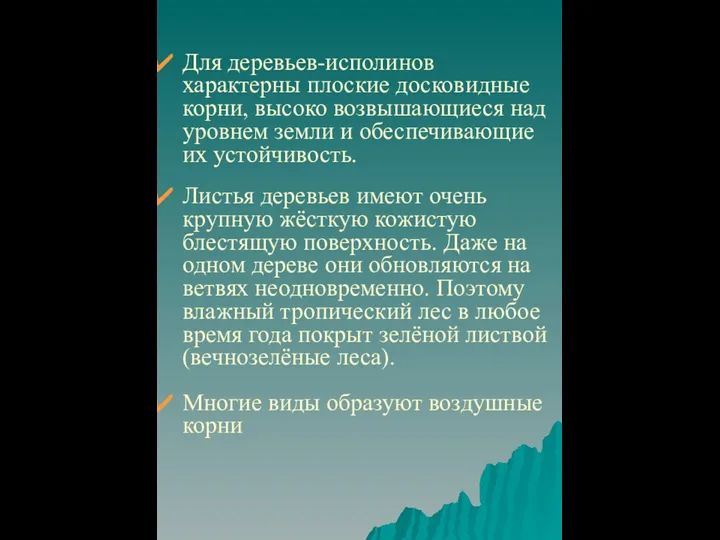 Для деревьев-исполинов характерны плоские досковидные корни, высоко возвышающиеся над уровнем