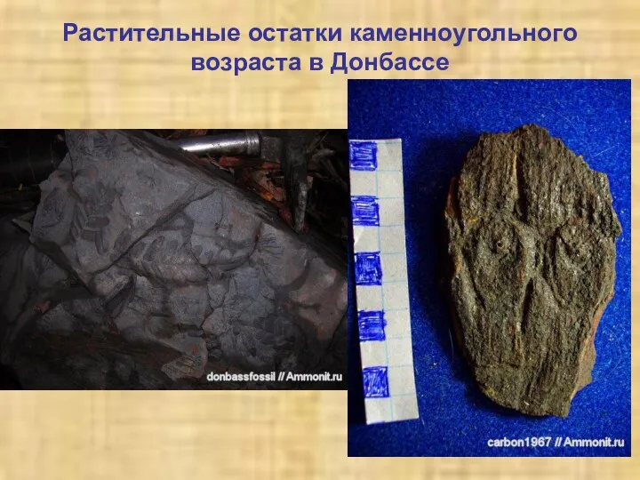 Растительные остатки каменноугольного возраста в Донбассе