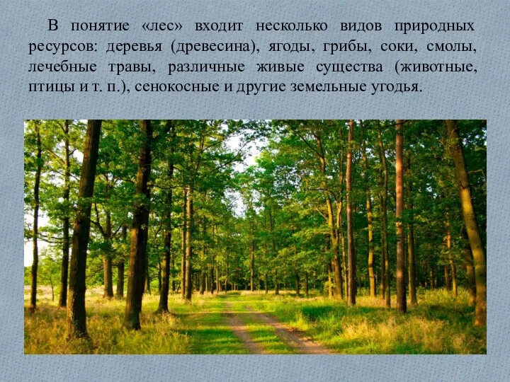В понятие «лес» входит несколько видов природных ресурсов: деревья (древесина),