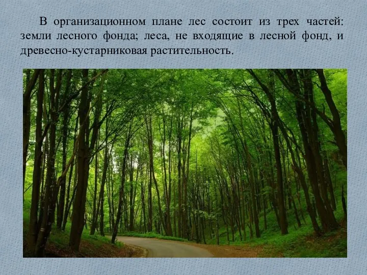 В организационном плане лес состоит из трех частей: земли лесного
