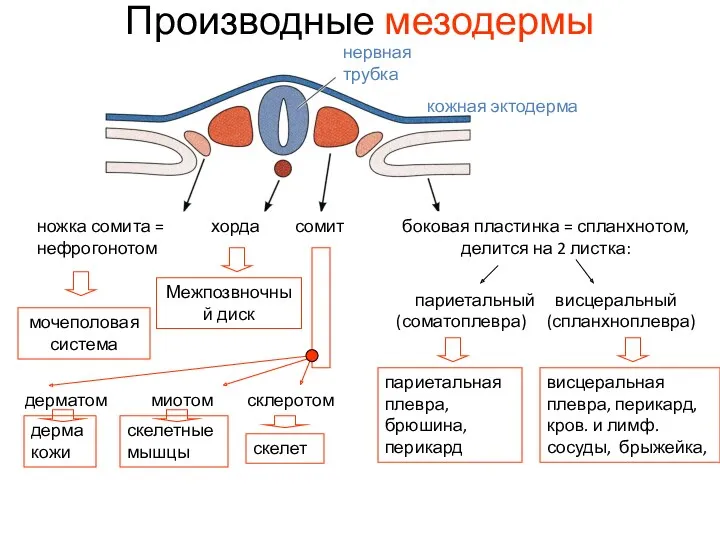 Производные мезодермы нервная трубка ножка сомита = нефрогонотом хорда сомит