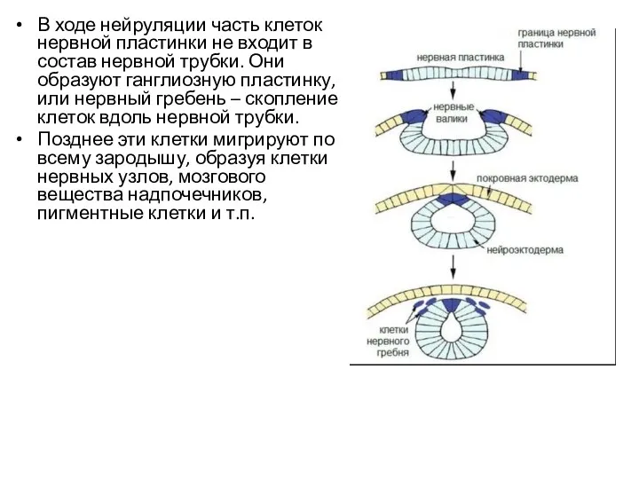 В ходе нейруляции часть клеток нервной пластинки не входит в