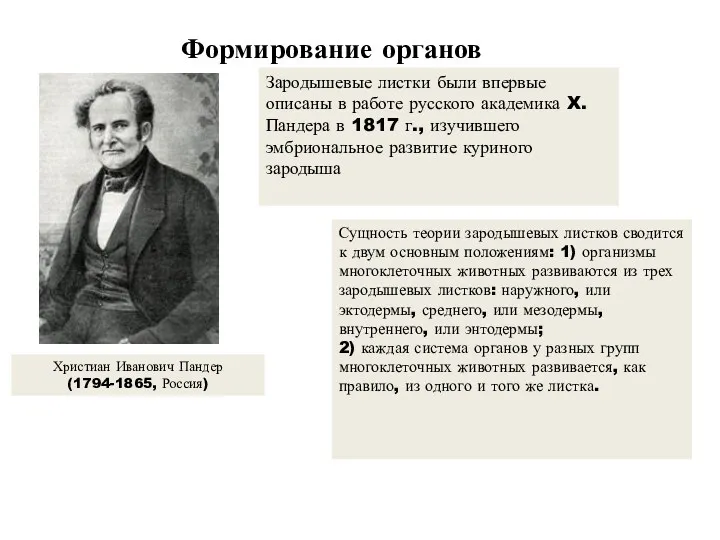 Формирование органов Христиан Иванович Пандер (1794-1865, Россия) Сущность теории зародышевых