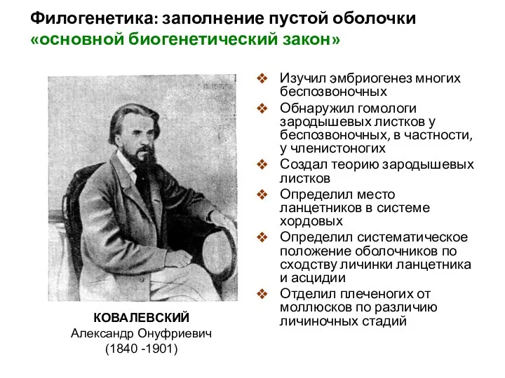 Филогенетика: заполнение пустой оболочки «основной биогенетический закон» Изучил эмбриогенез многих