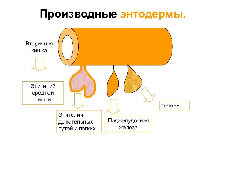 Производные энтодермы. Вторичная кишка Эпителий средней кишки Эпителий дыхательных путей и легких печень Поджелудочная железа