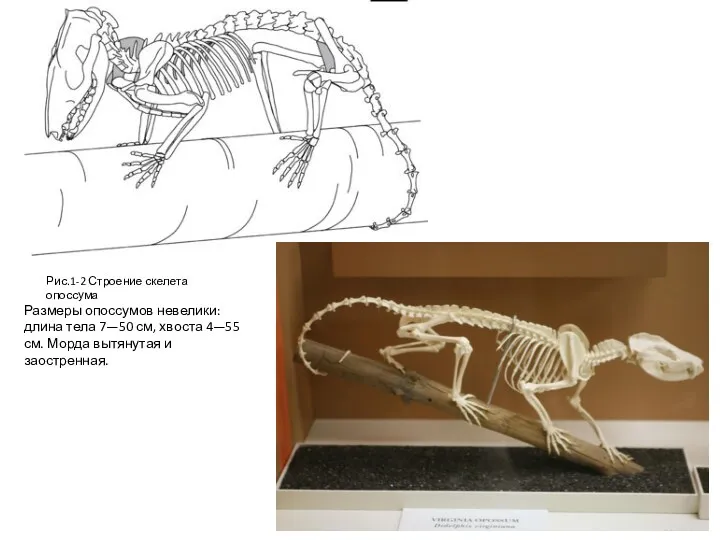 Рис.1-2 Строение скелета опоссума Размеры опоссумов невелики: длина тела 7—50