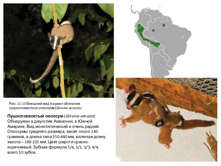 Пушистохвостый опоссум (Glironia venusta) Обнаружен в джунглях Амазонки, в Южной