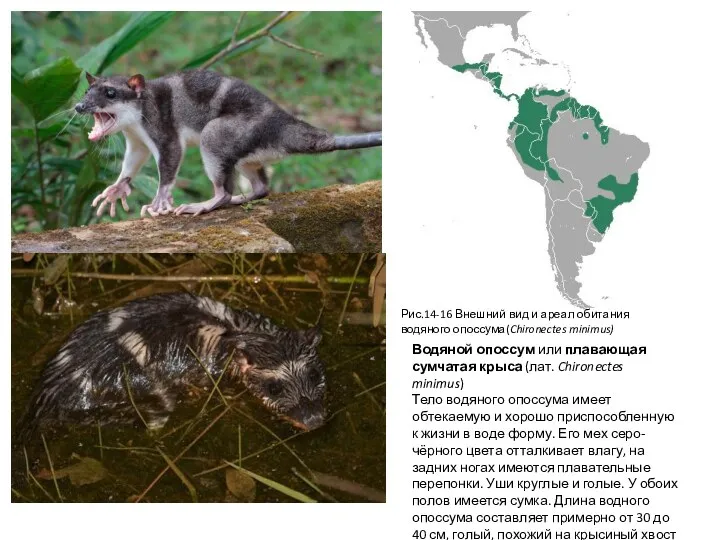 Водяной опоссум или плавающая сумчатая крыса (лат. Chironectes minimus) Тело