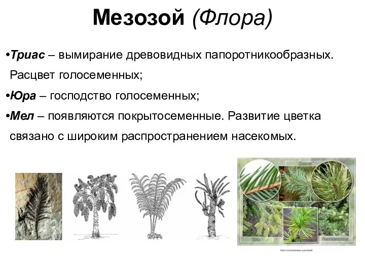 Мезозой (Флора) Триас – вымирание древовидных папоротникообразных. Расцвет голосеменных; Юра