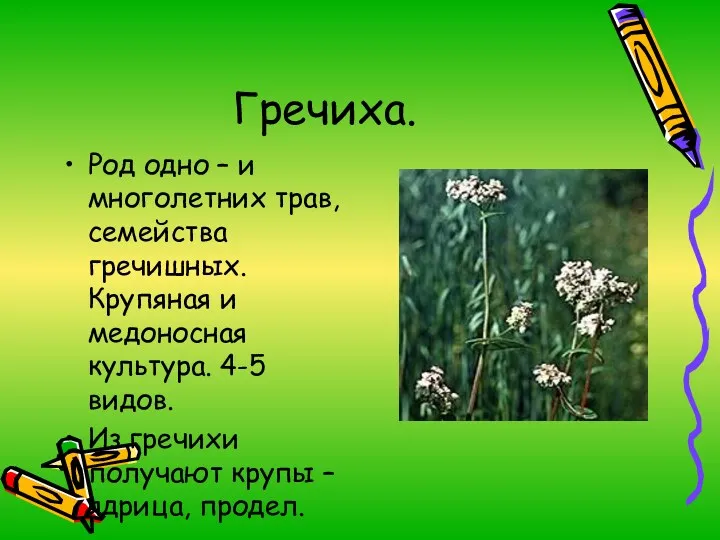 Гречиха. Род одно – и многолетних трав, семейства гречишных. Крупяная