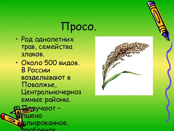 Просо. Род однолетних трав, семейства злаков. Около 500 видов. В